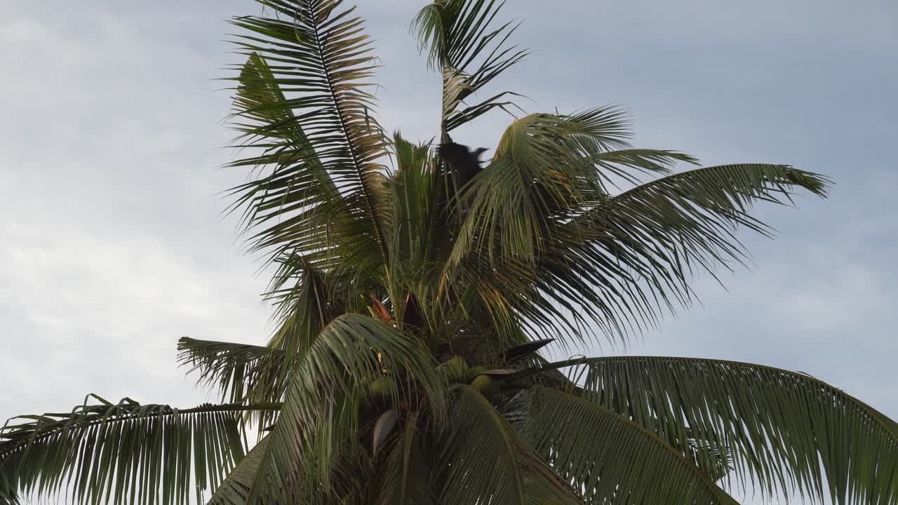 los cuervos se quedan en el árbol de coco.