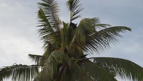 Crows is stay at coconut tree.