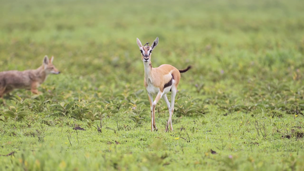 Faune africaine avec des gazelles de Thomson et des chacals dans le Parc National du Serengeti en Tanzanie, en Afrique, dans un paysage de plaines lors d'un safari d'observation de la faune africaine.