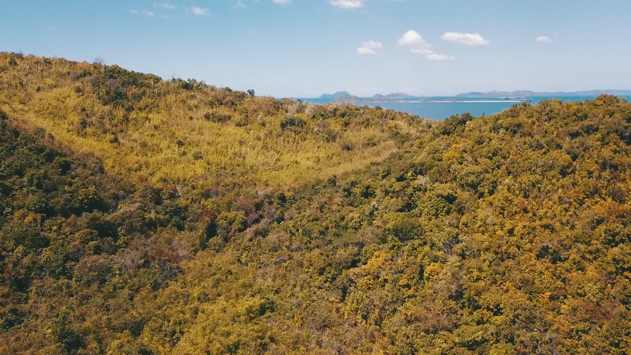 vuelo hacia adelante sobre los árboles y una isla que revela el océano al fondo