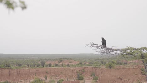 black vulture sitting on tree branch with tatacoa desert in the background