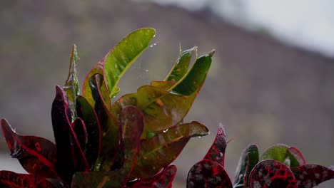 Hojas-Rojas-Mojadas-En-El-Jardín-De-La-Casa-Durante-El-Tiempo-Lluvioso,-Codiaeum-Variegatum---Foco-Seleccionado-Con-Fondo-Borroso