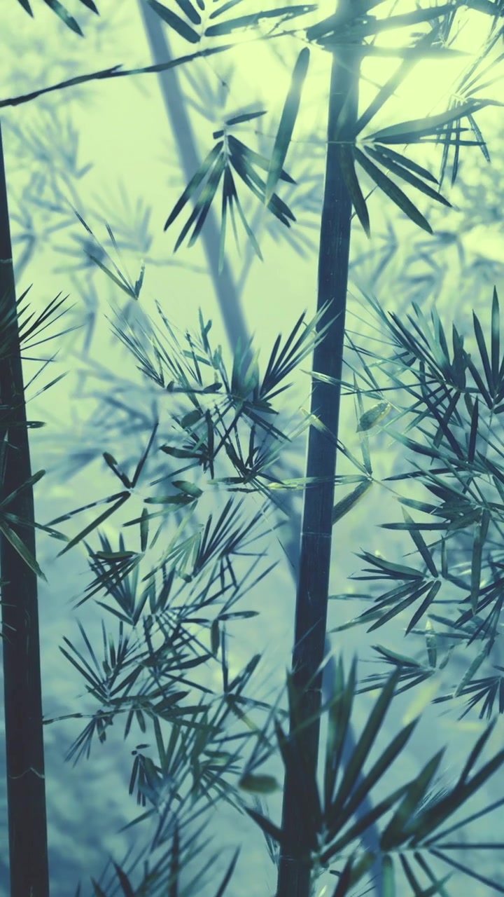 Piante di bambù crescono in una foresta nebbiosa nelle prime ore del mattino.