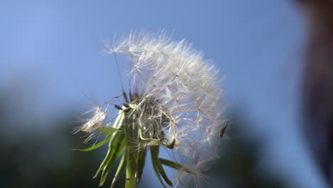 esprimi un desiderio e poi soffia i semi di tarassaco nella dolce brezza primaverile - isolato da vicino - desideri realizzati, sogni, fine