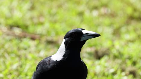 a magpie turning its head in natural surroundings