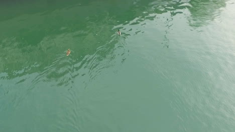 aerial view of little ducks swimming river in ljubljana, slovenia