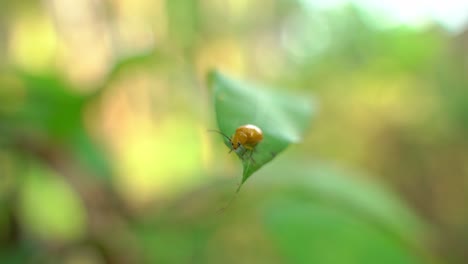 un insecto está sentado en las hojas de un árbol