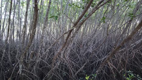 Scenic-Mangrove-Forest-Landscape,-Panoramic-Natural-Environment-in-Tropical-Woodland-of-Bali,-Indonesia,-Sanur,-Sun-Comes-Through-Tree-Branches