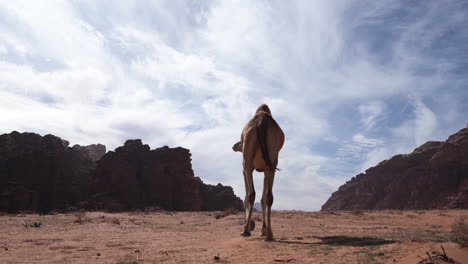 Kamel-Auf-Der-Suche-Nach-Nahrung-In-Der-Wüste-Wadi-Rum-An-Einem-Sonnigen,-Hellen-Tag