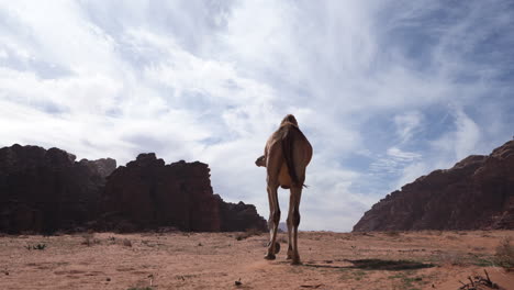 camel searching for food in the wadi rum desert on a sunny bright day