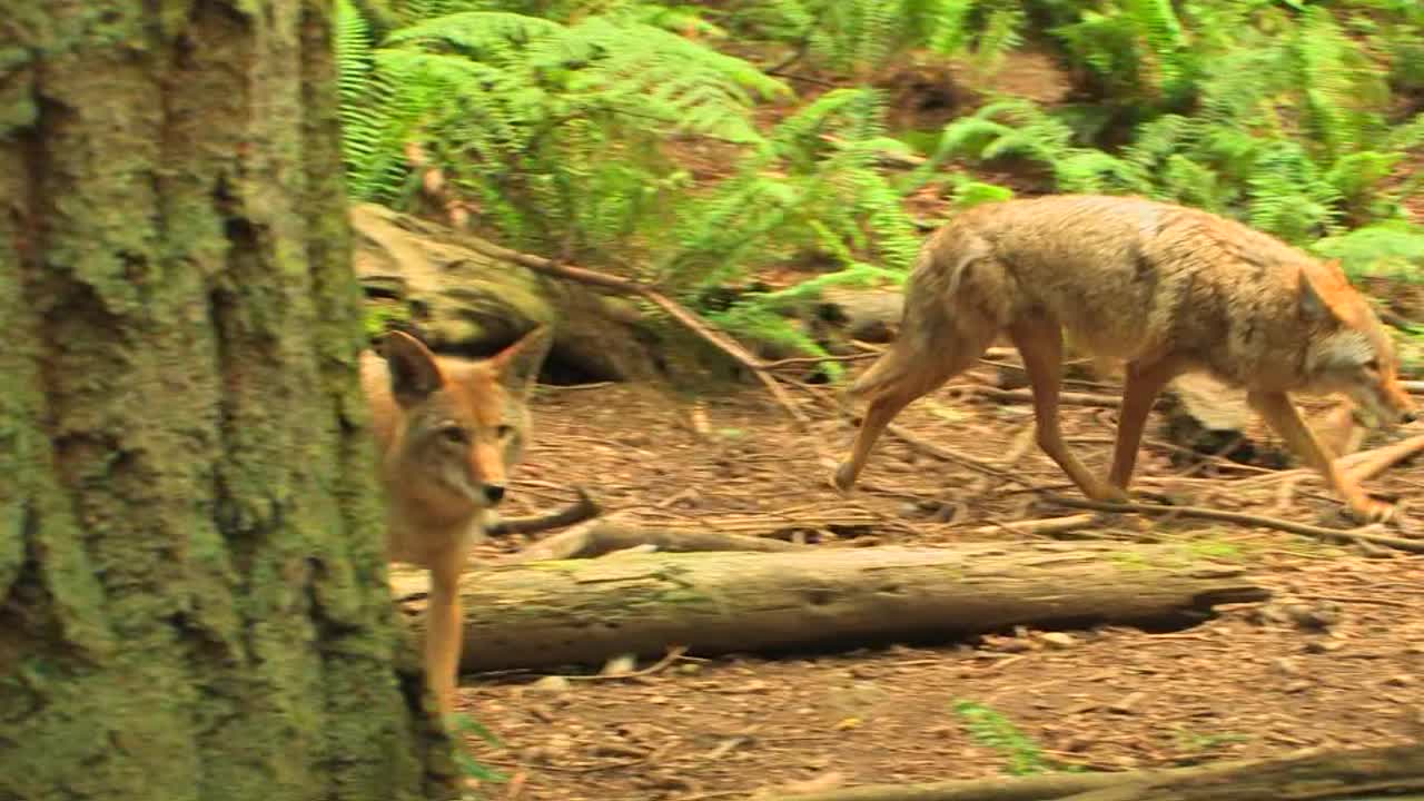 los coyotes caminan por un bosque durante el día
