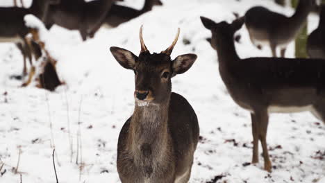 Junger-Damhirschbock-Achtet-Auf-Gefahr,-Bewacht-Herde,-Schneefall