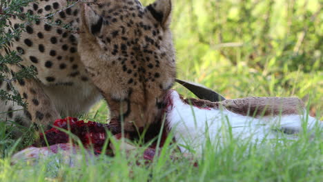 primer plano gráfico: guepardo kalahari maduro comiendo un antílope gacela