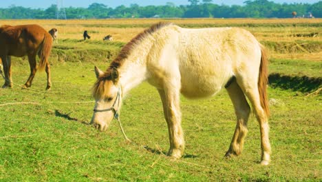 grazing rajshahi pony on a farmland in bangladesh, asia