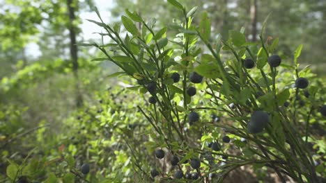 Wild-ripe-blueberries-growing-on-bush-in-forest,-closeup-truck-slider-view