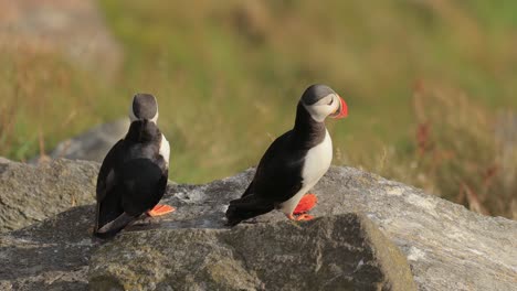 Atlantic-puffin-(Fratercula-arctica),-on-the-rock-on-the-island-of-Runde-(Norway).