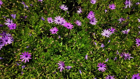 field of purple flowers