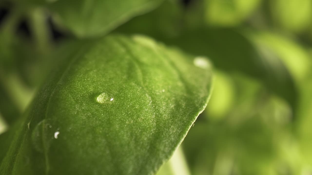 zoom en lento video macro de gota de agua en hoja de albahaca