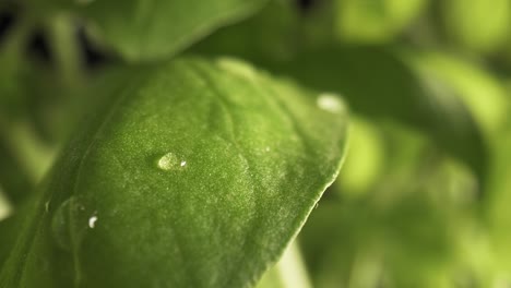Zoom-in-slow-macro-video-of-water-drop-on-basil-leaf