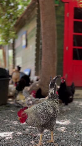 pollos en un entorno rural