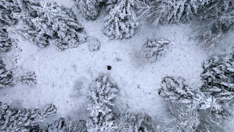 Man-walking-through-a-snowy-forest-landscape-across-a-clearing