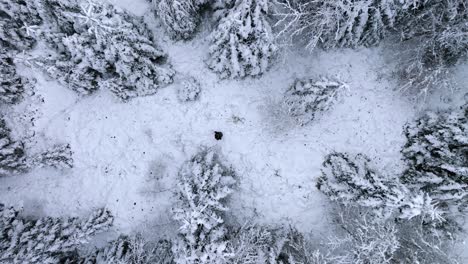 Hombre-Caminando-Por-Un-Paisaje-De-Bosque-Nevado-A-Través-De-Un-Claro