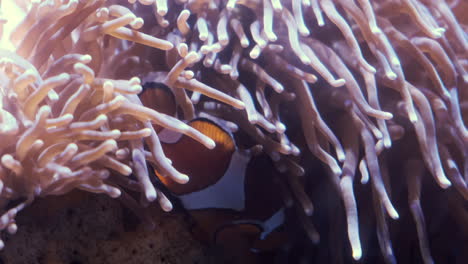 clown fish hiding in colorful coral reef