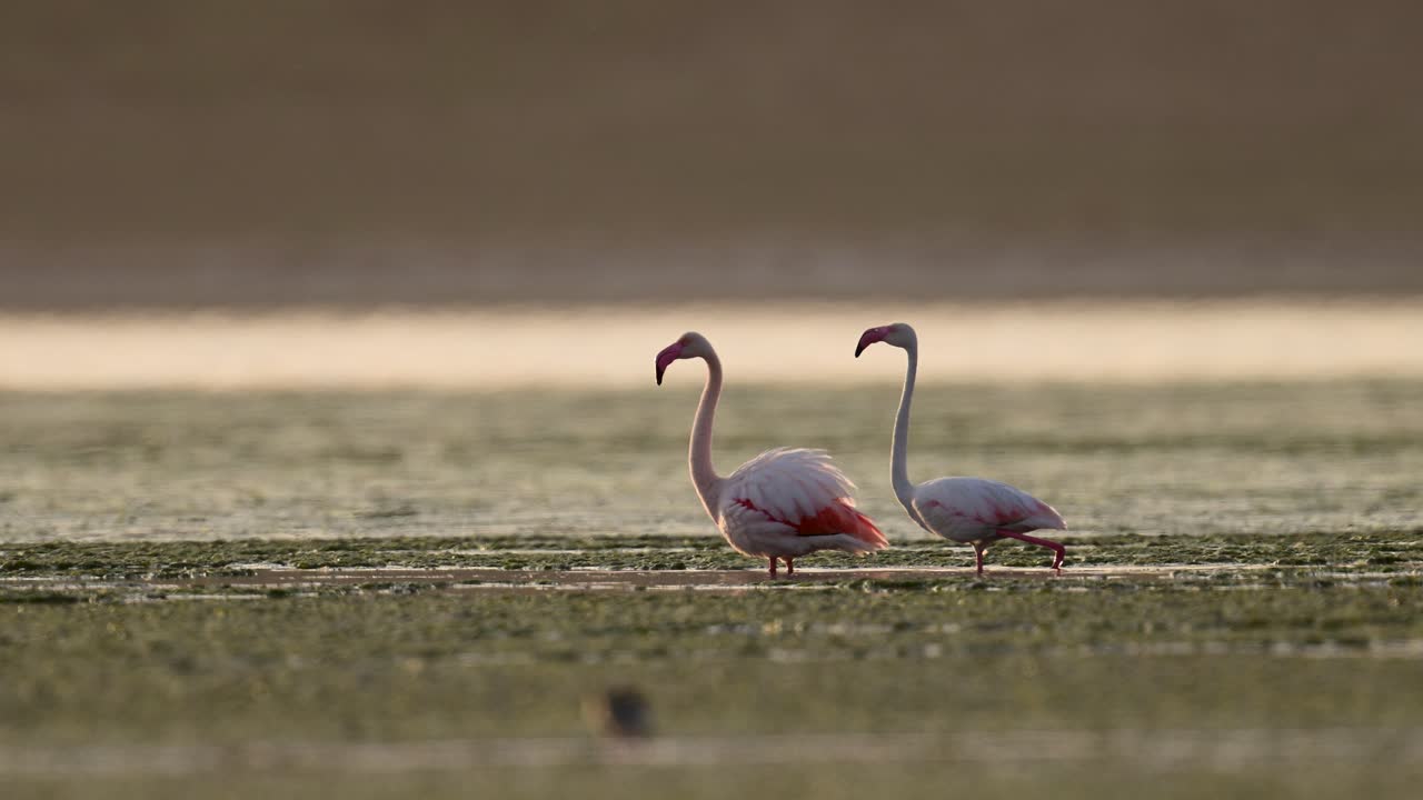 Flamingos wading in a shallow wetland area.