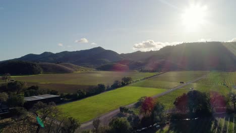 aerial rising crane shot of vineyards in napa valley during the evening sun