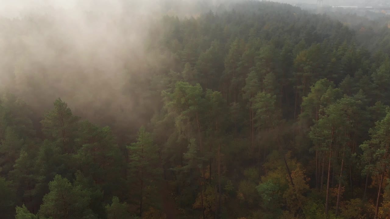 Ripresa aerea sopra la foresta verde con la nebbia, atmosfera misteriosa e cupa, cielo nuvoloso sullo sfondo. La telecamera zooma e si inclina.