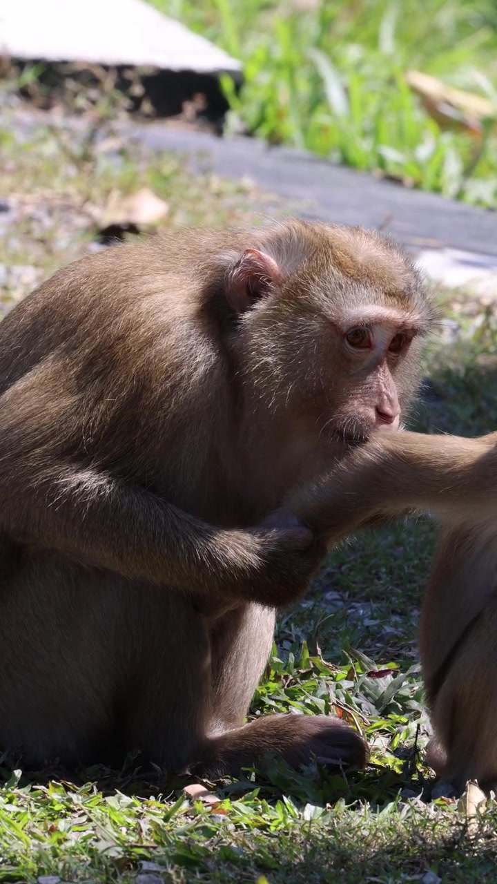 Adult macaque grooms juvenile’s arm in natural daylight, close-up, steady camera, grassy environment