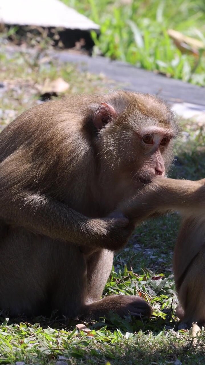 Adult macaque grooms juvenile’s arm in natural daylight, close-up, steady camera, grassy environment