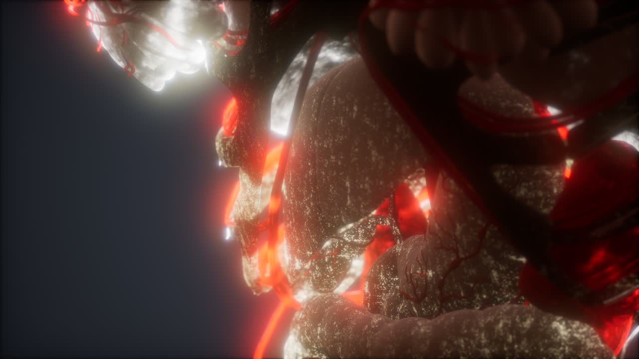 animación médicamente precisa en 3d del corazón y los vasos sanguíneos