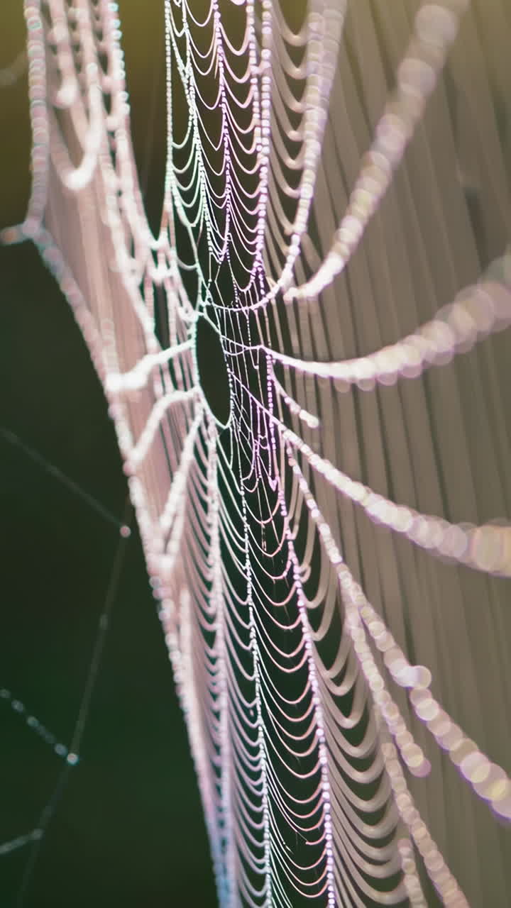 이슬로 인 거미줄