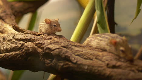 zebra striped mouse closeup on branch