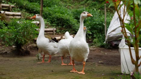 a group of geese are standing together, roaming free in the backyard of a farm