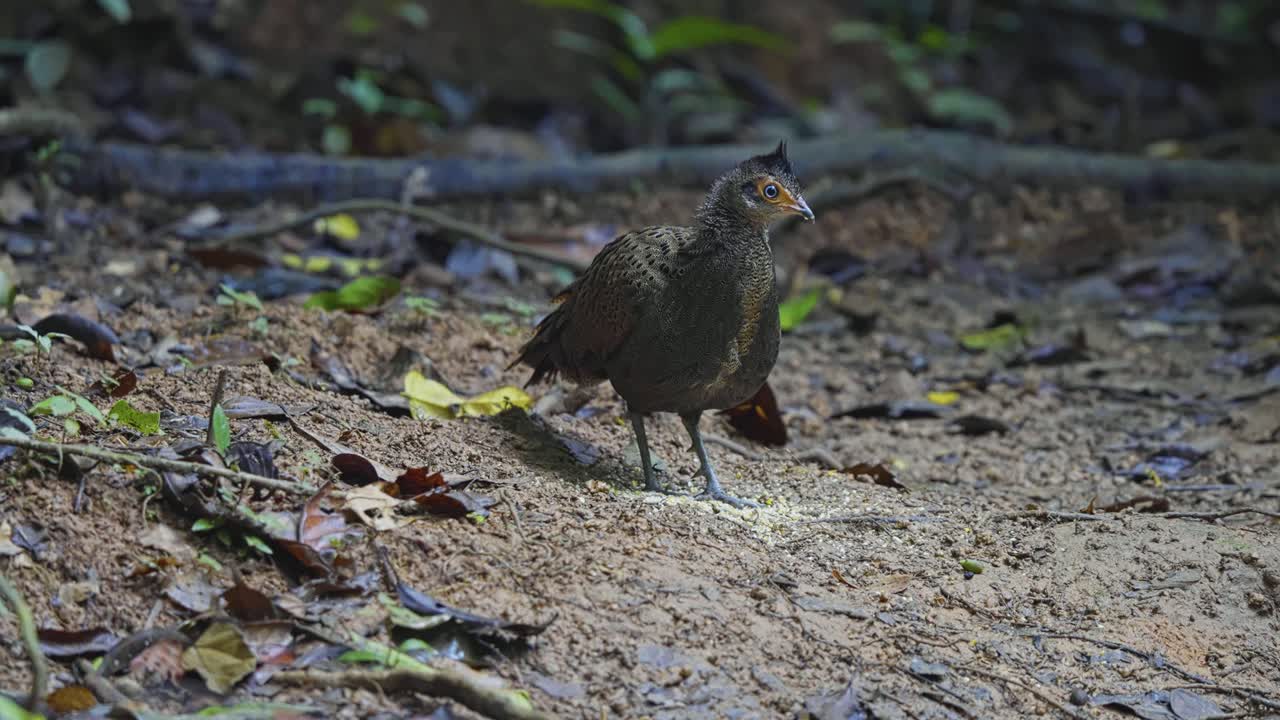 Single Crested Peacock-Pheasant In The Protected Nature Of Taman Negara National Park In Malaysia. Close-up Shot