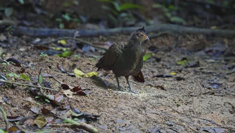single crested peacock-pheasant in the protected nature of taman negara national park in malaysia. close-up shot