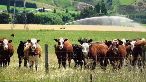 herd of cows grazing on fenced pasture, farmland in new zealand