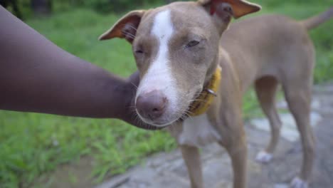 Polstern-Und-Massieren-Hund-Genießt-Es