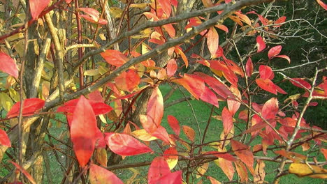 las coloridas hojas de un arbusto de arándanos en otoño