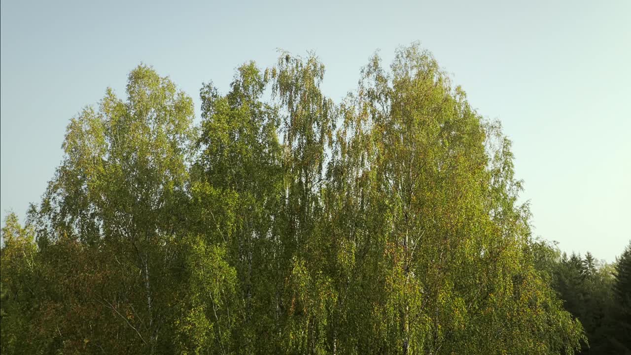 버치 서클 주위의 비행