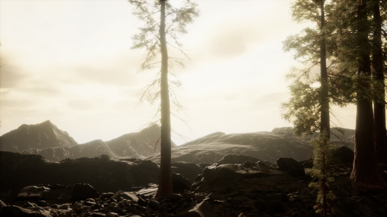 산의 안개 속에 있는 나무들