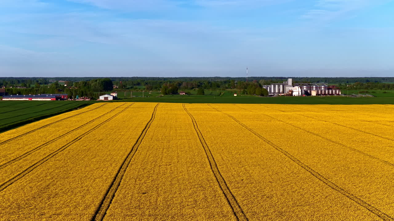 Canola Fields With Vibrant Yellow Flowers In Summer. - aerial shot