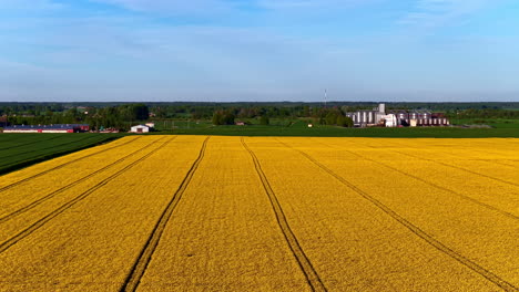 canola fields with vibrant yellow flowers in summer. - aerial shot