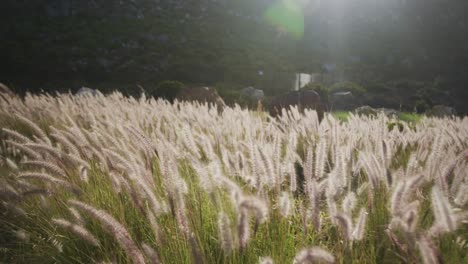구름이 많은 날 바람이 불고 있는 산에 의해 아름다운 밀 ⁇