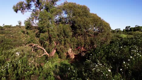 a treehouse in a huge tree in the forest - drone shot