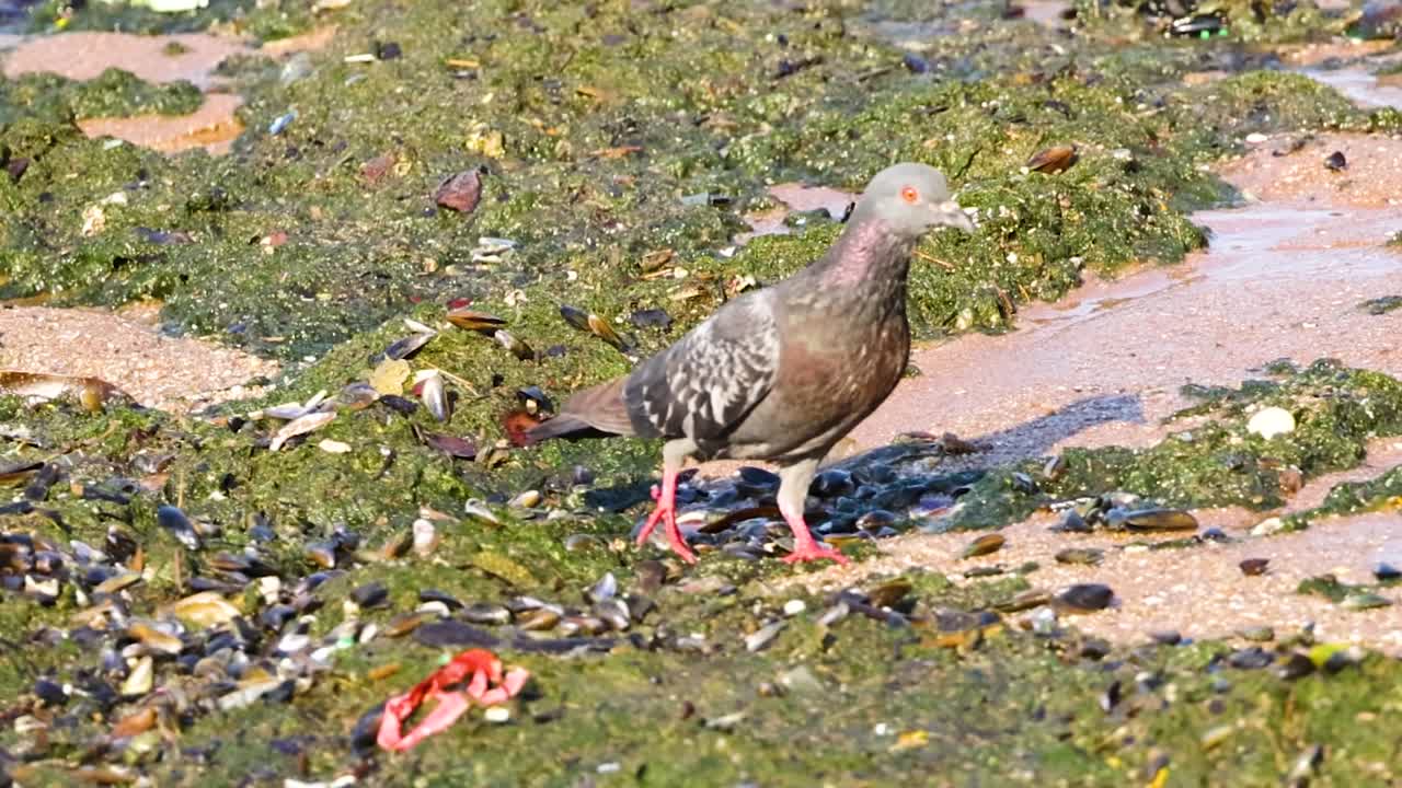 비둘기가 해조류로 인 해변을 따라 고 있다
