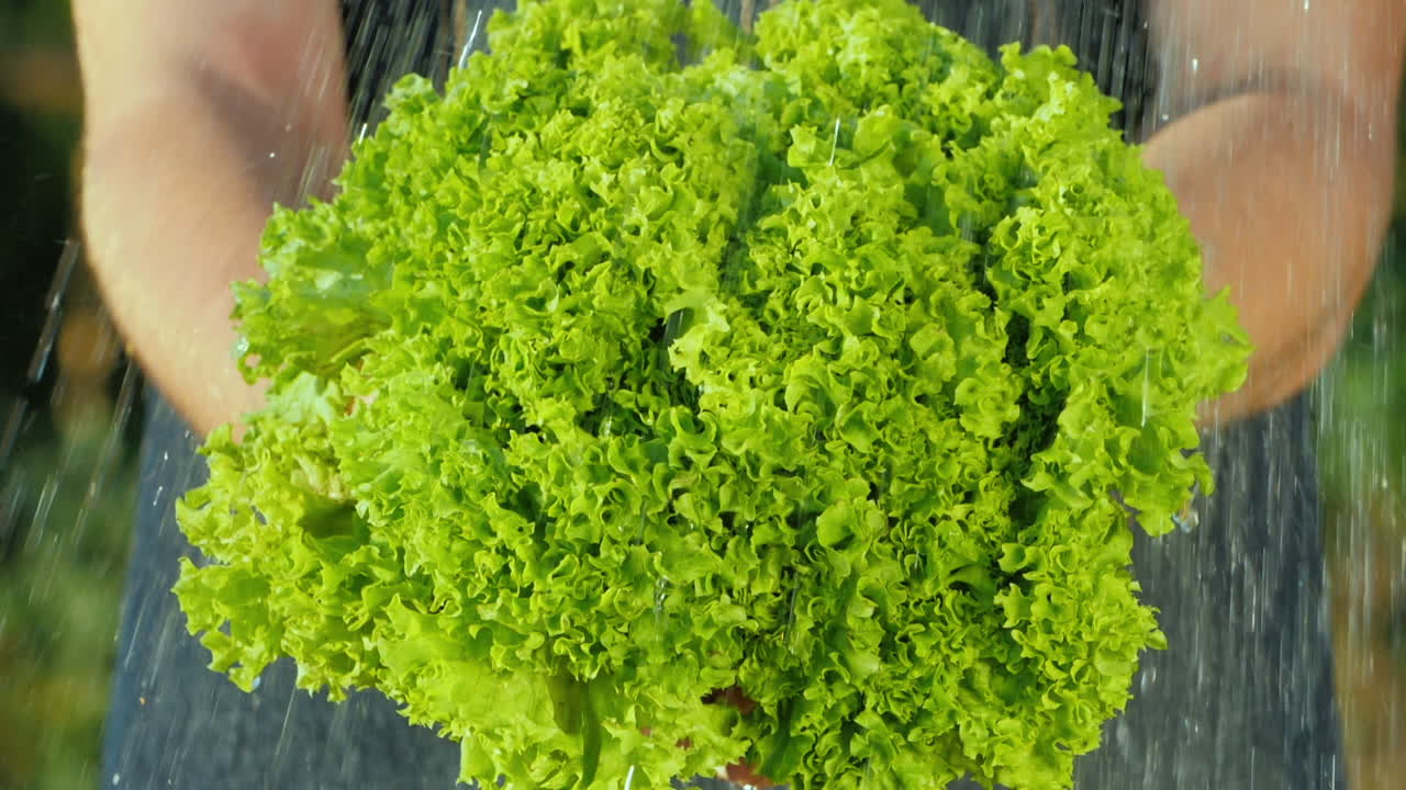 chorros de agua fluyen sobre hojas de lechuga en manos de un agricultor concepto de productos orgánicos puros