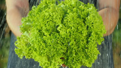 water jets flow on lettuce leaves held by a farmer pure organic products concept